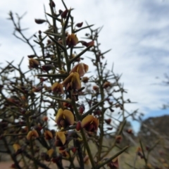 Daviesia genistifolia (Broom Bitter Pea) at Yass River, NSW - 25 Sep 2016 by SenexRugosus