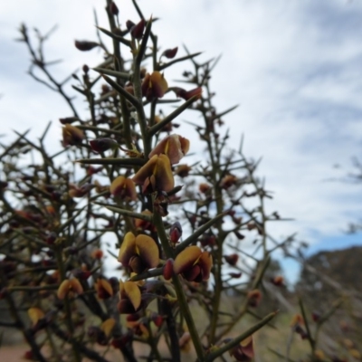 Daviesia genistifolia (Broom Bitter Pea) at Rugosa - 24 Sep 2016 by SenexRugosus