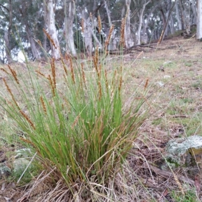 Carex appressa (Tall Sedge) at Yass River, NSW - 26 Nov 2017 by SenexRugosus