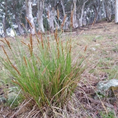 Carex appressa (Tall Sedge) at Yass River, NSW - 27 Nov 2017 by SenexRugosus