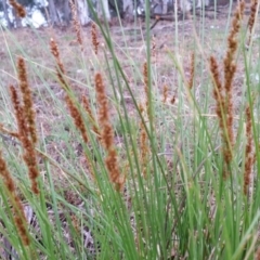 Carex appressa at Yass River, NSW - 27 Nov 2017