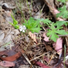 Geranium sp. (Geranium) at Yass River, NSW - 28 Nov 2017 by SenexRugosus