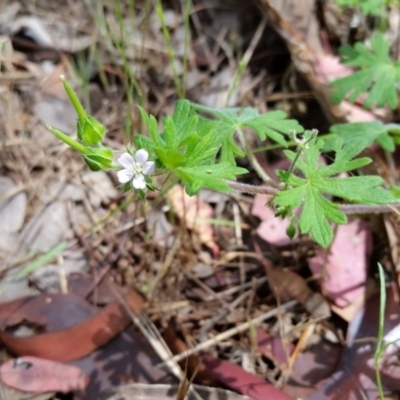 Geranium sp. (Geranium) at Yass River, NSW - 28 Nov 2017 by SenexRugosus