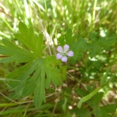 Geranium solanderi var. solanderi (Native Geranium) at Rugosa - 21 Nov 2017 by SenexRugosus