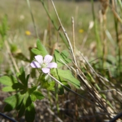 Geranium solanderi var. solanderi at Yass River, NSW - 21 Nov 2017 11:06 PM