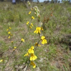 Goodenia sp. (Goodenia) at Yass River, NSW - 22 Nov 2017 by SenexRugosus