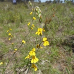 Goodenia sp. (Goodenia) at Yass River, NSW - 21 Nov 2017 by SenexRugosus