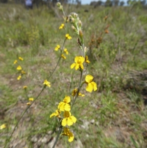 Goodenia sp. at Yass River, NSW - 22 Nov 2017