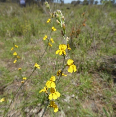 Goodenia sp. (Goodenia) at Yass River, NSW - 22 Nov 2017 by SenexRugosus