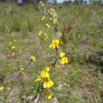 Goodenia sp. (Goodenia) at Yass River, NSW - 21 Nov 2017 by SenexRugosus