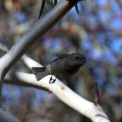 Pachycephala pectoralis (Golden Whistler) at Mount Ainslie - 28 Jul 2019 by jbromilow50