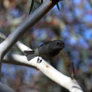 Pachycephala pectoralis at Majura, ACT - 28 Jul 2019 02:37 PM