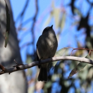 Pachycephala pectoralis at Majura, ACT - 28 Jul 2019