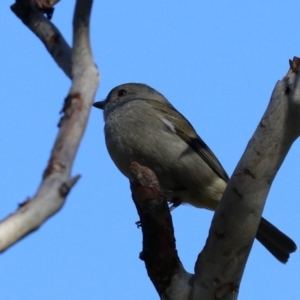 Pachycephala pectoralis at Majura, ACT - 28 Jul 2019 02:37 PM