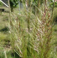 Austrostipa densiflora (Foxtail Speargrass) at Yass River, NSW - 20 Nov 2017 by SenexRugosus