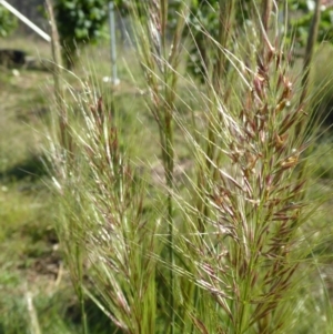 Austrostipa densiflora at Yass River, NSW - 20 Nov 2017