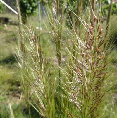 Austrostipa densiflora (Foxtail Speargrass) at Rugosa - 20 Nov 2017 by SenexRugosus