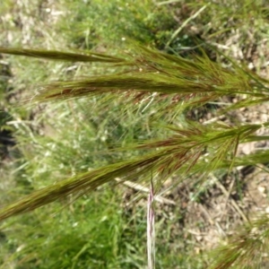 Austrostipa densiflora at Yass River, NSW - 20 Nov 2017