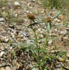 Euchiton sphaericus (Star Cudweed) at Yass River, NSW - 20 Nov 2017 by SenexRugosus