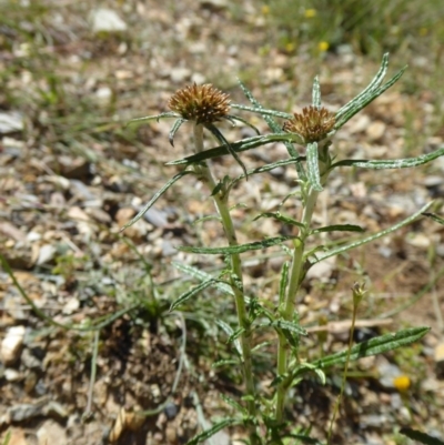 Euchiton sphaericus (Star Cudweed) at Yass River, NSW - 20 Nov 2017 by SenexRugosus