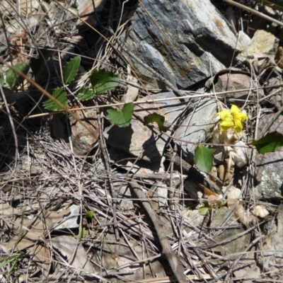 Goodenia hederacea subsp. hederacea (Ivy Goodenia, Forest Goodenia) at Rugosa - 20 Nov 2017 by SenexRugosus