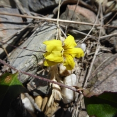 Goodenia hederacea subsp. hederacea at Yass River, NSW - 21 Nov 2017 12:05 AM