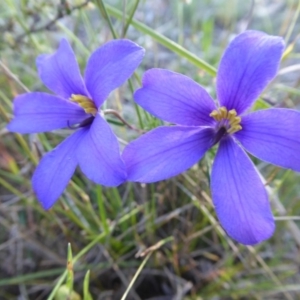 Cheiranthera linearis at Yass River, NSW - 20 Nov 2017