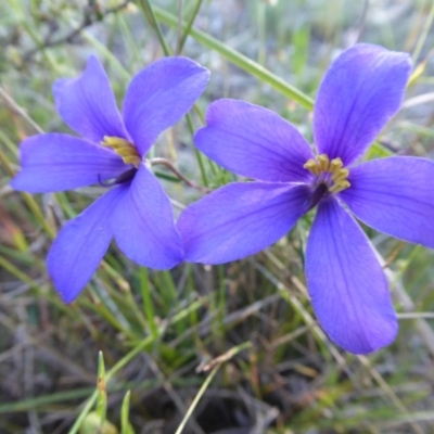 Cheiranthera linearis (Finger Flower) at Yass River, NSW - 20 Nov 2017 by SenexRugosus