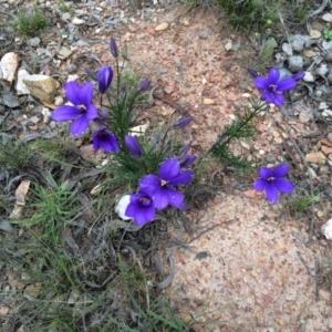 Cheiranthera linearis at Yass River, NSW - 4 Nov 2015 04:01 PM