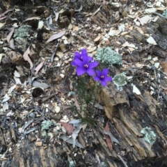 Cheiranthera linearis at Yass River, NSW - 4 Nov 2015 04:01 PM