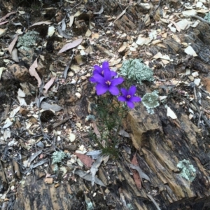 Cheiranthera linearis at Yass River, NSW - 4 Nov 2015