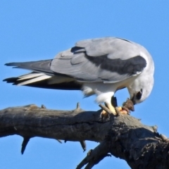 Elanus axillaris (Black-shouldered Kite) at Fyshwick, ACT - 1 Aug 2019 by RodDeb