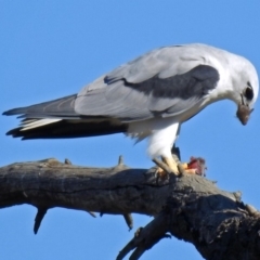 Elanus axillaris at Fyshwick, ACT - 1 Aug 2019