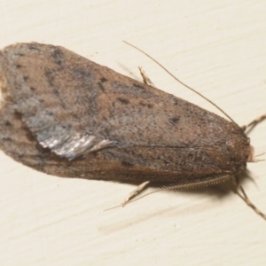 Oecophoridae provisional group 5 at Belconnen, ACT - 27 Jul 2019 09:53 PM