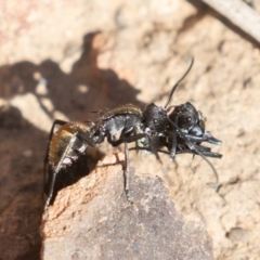 Polyrhachis ammon (Golden-spined Ant, Golden Ant) at Acton, ACT - 2 Aug 2019 by rawshorty