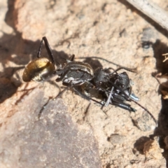 Polyrhachis ammon at Acton, ACT - 2 Aug 2019 01:10 PM