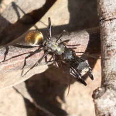 Polyrhachis ammon at Acton, ACT - 2 Aug 2019