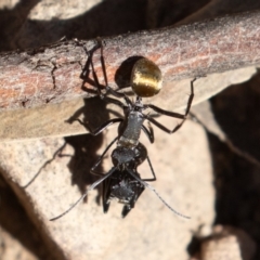 Polyrhachis ammon at Acton, ACT - 2 Aug 2019