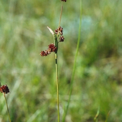 Luzula densiflora (Dense Wood-rush) at Conder, ACT - 22 Oct 1999 by MichaelBedingfield