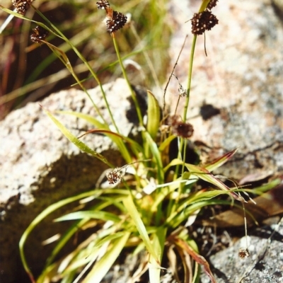 Luzula densiflora (Dense Wood-rush) at Tuggeranong Hill - 30 Oct 1999 by michaelb