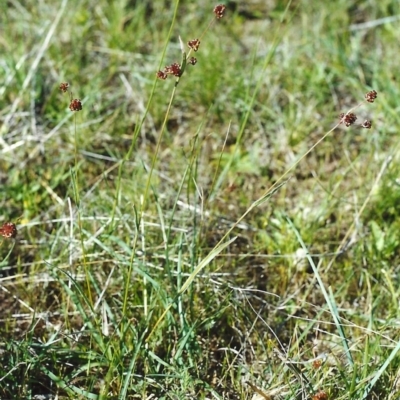 Luzula densiflora (Dense Wood-rush) at Conder, ACT - 3 Nov 2000 by michaelb