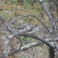 Stizoptera bichenovii (Double-barred Finch) at Googong, NSW - 2 Aug 2019 by Wandiyali