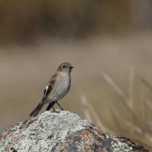 Petroica phoenicea at Rendezvous Creek, ACT - 1 Aug 2019