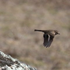 Petroica phoenicea at Rendezvous Creek, ACT - 1 Aug 2019