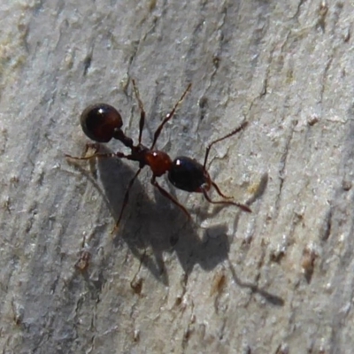 Chelaner kiliani (Kilian's ant) at Acton, ACT - 2 Aug 2019 by Christine