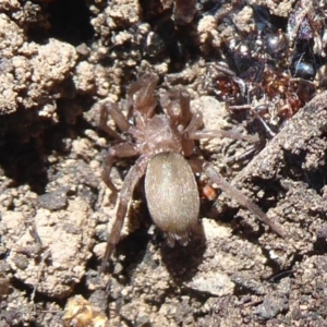 Gnaphosidae (family) at Acton, ACT - 2 Aug 2019 01:25 PM