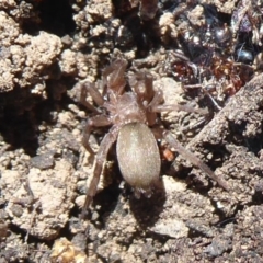 Gnaphosidae sp. (family) (Ground spider) at Acton, ACT - 2 Aug 2019 by Christine