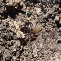 Gnaphosidae (family) at Acton, ACT - 2 Aug 2019