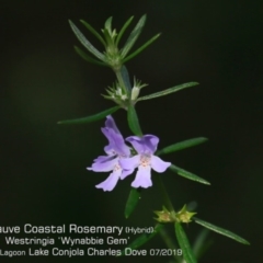 Westringia 'Wynabbie Gem' at Conjola Bushcare - 30 Jul 2019 by CharlesDove