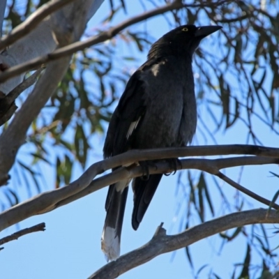 Strepera versicolor (Grey Currawong) at Tuggeranong DC, ACT - 2 Aug 2019 by RodDeb